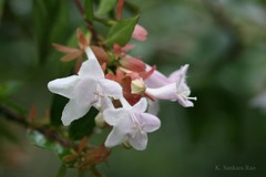 Abelia chinensis